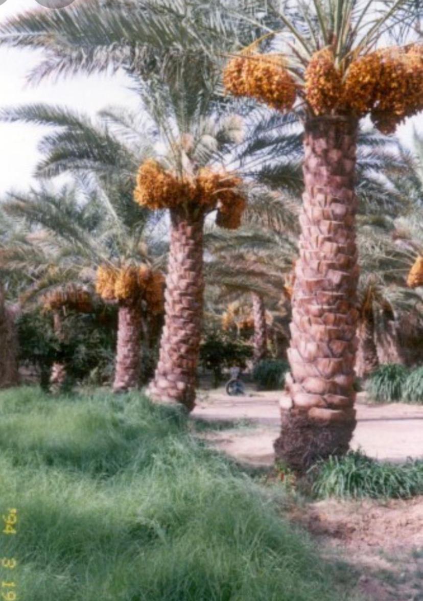 khaligyoun05368 1