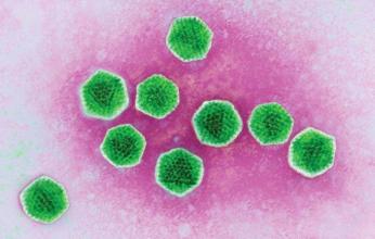 الصحة المصرية: لا توجد أبحاث علمية تربط بين لقاح كورونا وظهور الفيروس المخلوى