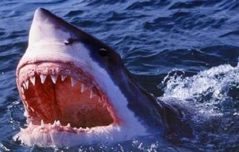 سمكة قرش تقتل راكب أمواج في أستراليا