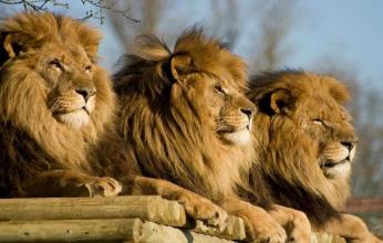 بعد تعرضها للانتقادات.. هل تنتهى تربية الأسود بجنوب أفريقيا