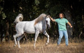 غدًا.. إنطلاق منافسات بطولة العالم لجمال الخيل المصرية في ميلان