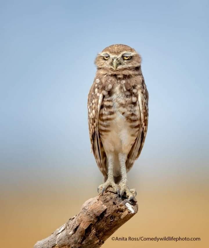 khaligyoun16084