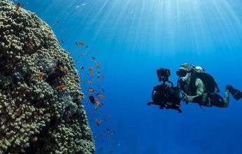 السعودية.. اكتشاف كائنات بحرية عملاقة ونادرة وجزر جديدة في شمال البحر الأحمر