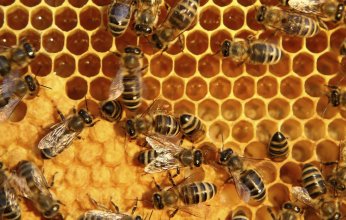 أبوظبي تستضيف مؤتمر الجمعية العربية لتربية النحل 21 نوفمبر