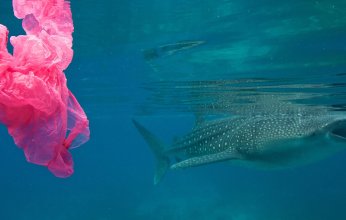 خمسة حلول غربية لحل أزمة التلوث بالبلاستيك