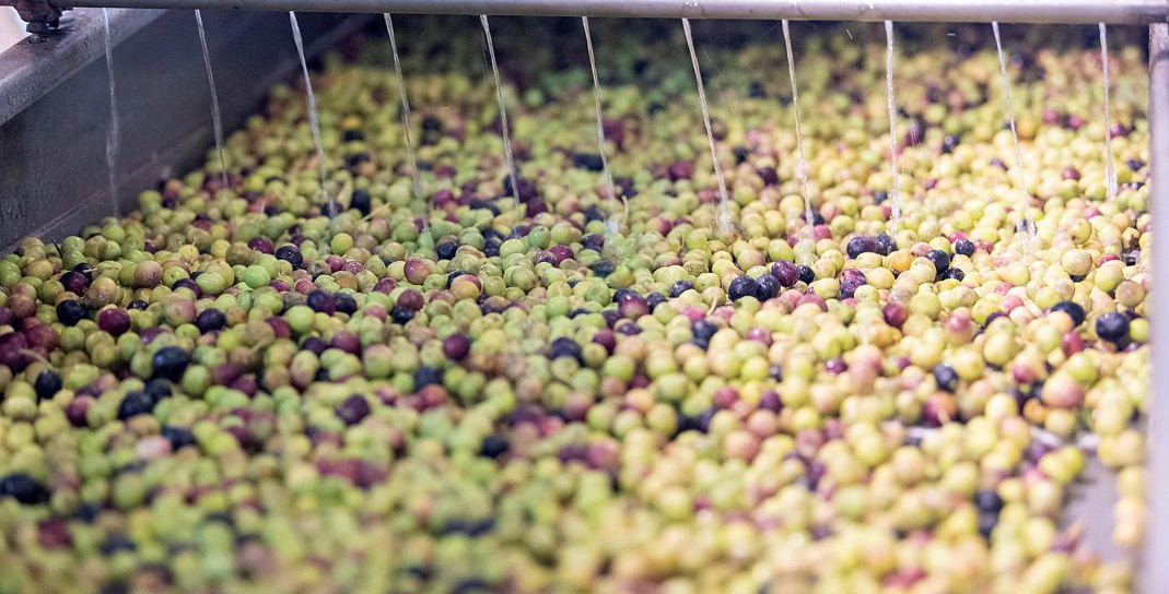 محصول الزيتون