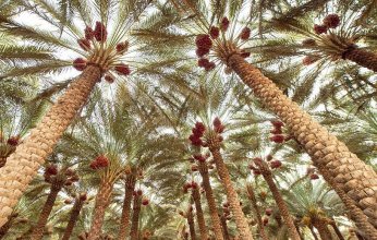 18 مليون شجرة "زيتون ونخيل" بالجوف رافد لتحقيق مستهدفات "مبادرة السعودية الخضراء"