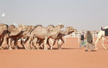 المملكة تستعد لاحتضان أكبر مهرجانات الإبل في العالم