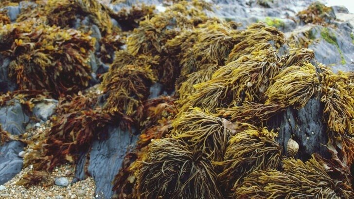 الأعشاب البحرية