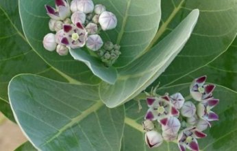 تحذير هام من استشاري سعودي بشأن شجرة شهيرة تصيب بالعمى