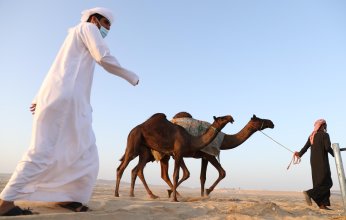 مزاينة رزين في مهرجان الظفرة 15 تنطلق وسط إقبال كبير من مُلاك الإبل