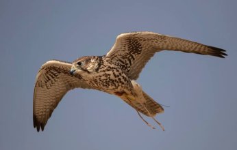 انطلاق مهرجان الملك عبد العزيز للصقور غدًا بمشاركة نخبة من الصقارين السعوديين والدوليين