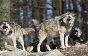 توقع ماذا حدث.. ذئاب تهرب من حظائرها خلال ساعات الزيارة