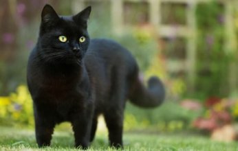 جرائم طريفة.. القط «كيث» يثير القلق