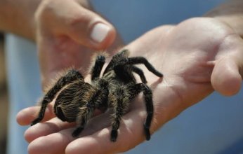 عنكبوت ضخم يثير الذعر في استراليا ويفسد مؤتمر صحفي لأحد المسئولين