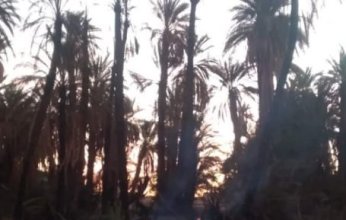 السودان.. حريق يلتهم 1000 نخلة جنوب عبري