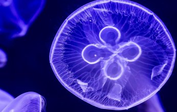 من عجائب الدنيا.. قنديل البحر، كائن بلا دماغ يحير العلماء بسبب خصائصه الخارقة