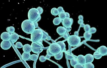 فطر البقع البيضاء النادر.. وباء جديد نادر يضرب الولايات المتحدة