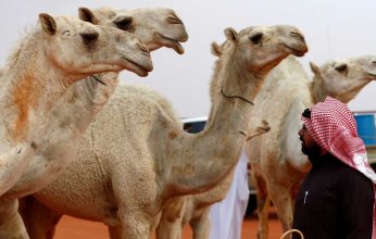 لمدة 48 ساعة فقط.. سعودي يؤجر إبله بـ 20 مليون ريال