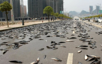 بالفيديو.. في ظاهرة عجيبة السماء تمطر «أسماك» ببلدة أمريكية