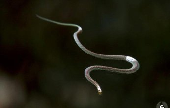 بعد اكتشاف "ثعبان" على متنها.. هبوط اضطراري لطائرة آسيا