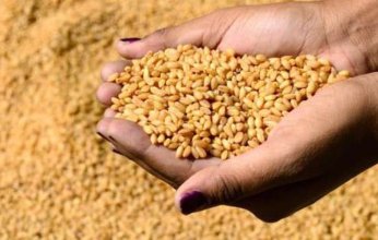 الحكومة المصرية: مخزون القمح آمن لمدة 9 شهور.. والقمح الأوكراني في طريقه إلى مصر