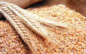 مصر تعلن طرح مناقصة عالمية جديدة لاستيراد القمح