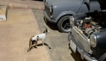 كيف أصلحت «قطة» سيارة سعودي قطع أسلاكها «فأر»؟