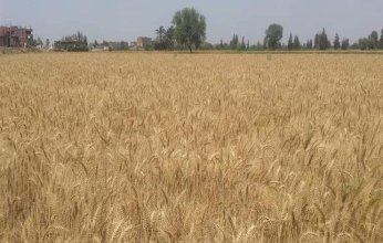 مصر تقرر إلغاء مناقصة للقمح على خلفية الأزمة الروسية الأوكرانية