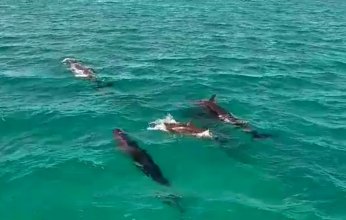 الكشف عن رصد نوع من الدلافين" القاتل الكاذب" بشواطئ الغردقة