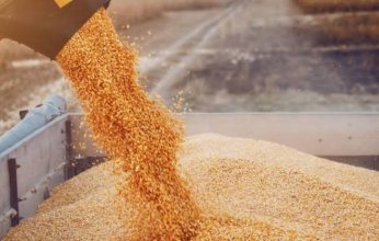 أسعار القمح ترتفع بالقرب من أعلى مستوى في 13 عامًا بفعل مخاوف نقص الإمدادات من روسيا وأوكرانيا