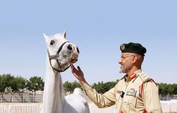 شرطة دبي تتيح 70 من خيولها مجاناً للراغبين باقتنائها