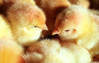 فرنسا تحظر قتل الكتاكيت الذكور