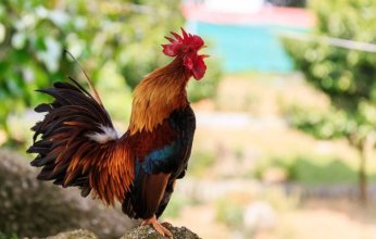 دجاجة تثير سخرية باقتحام البنتاغون.. ما قصة الطائر الجاسوس؟