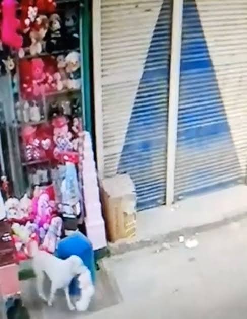 في واقعة طريفة.. كلب يخطف هدية عيد الحب من محل بمصر في واقعة طريفة.. كلب يخطف هدية عيد الحب من محل بمصر