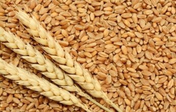 "بنسبة ١٥%".. ارتفاع اسعار القمح لاعلى مستوياته منذ ١٤ عام