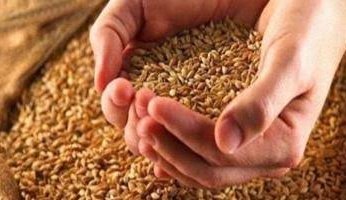 العراق يخطط لمخزون استراتيجي من القمح باستيراد 3 ملايين طن