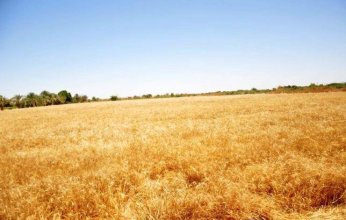 وزير التموين المصري يكشف حقيقة منع شحنات أوكرانية