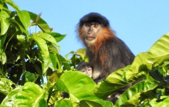 أغرب من الخيال.. قرد يسرق أدلة جريمة قتل ويتسبب في تعطيل إجراءات المحاكمة