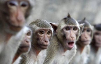 روسيا تتهم أمريكا بالضلوع في نشر "جدري القردة"