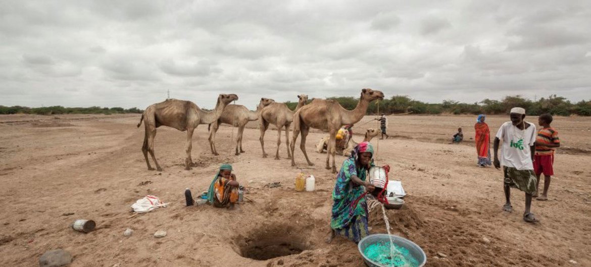 الأمم المتحدة: الجفاف يؤثر على حياة أكثر من 7 ملايين شخص في الصومال الأمم المتحدة: الجفاف يؤثر على حياة أكثر من 7 ملايين شخص في الصومال