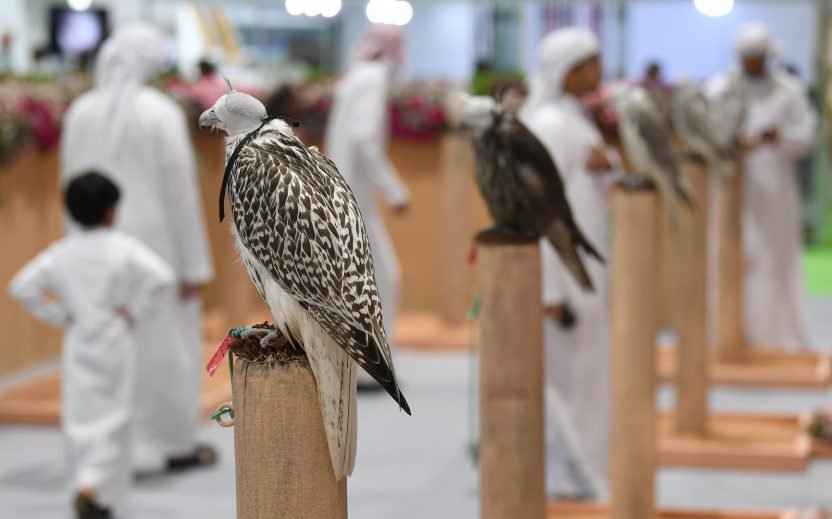 استعدادات مكثفة لنادي صقاري الإمارات لتنظيم معرض الصيد والفروسية استعدادات مكثفة لنادي صقاري الإمارات لتنظيم معرض الصيد والفروسية
