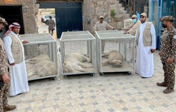 ضبط مواطن سعودي لحيازته 3 أسود مهددة بالانقراض