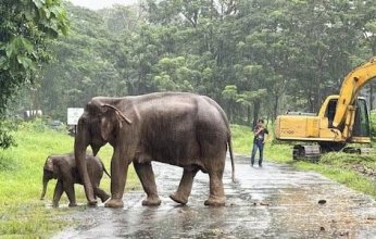 بالصور.. شاهد إنقاذ فيل وأمه من الموت فى تايلاند