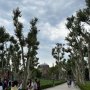 khaligyoun09625