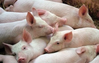 اكتشاف فيروس حمى الخنازير الإفريقية فى مزرعتين بالهند