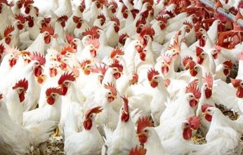 العراق يلجأ إلى تركيا لحل أزمة البيض والدجاج