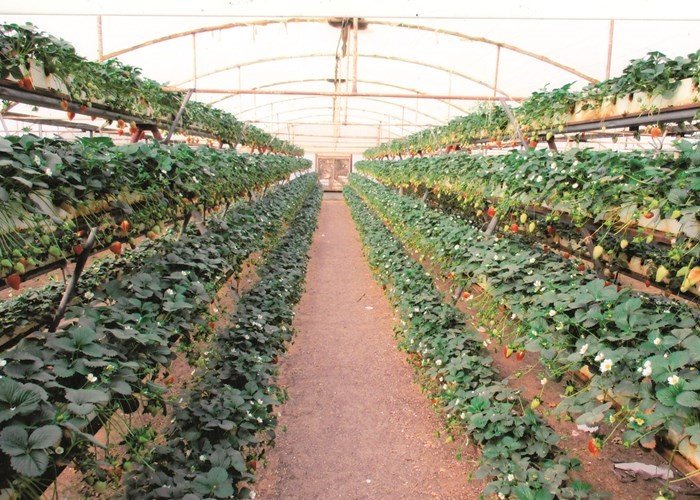 منتجو المواد الغذائية بالكويت يؤكدون القدرة على تأمين معظم احتياجات السوق المحلية منتجو المواد الغذائية بالكويت يؤكدون القدرة على تأمين معظم احتياجات السوق المحلية