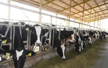 الحكومة المصرية تنفي فشل المشروع القومي لإحياء البتلو