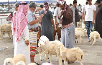 إقبال كبير على شراء الأضاحي بجازان السعودية.وتفاوت في الأسعار